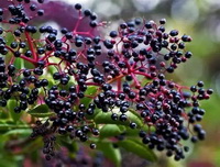 Sambucus canadensis:fruiting tree