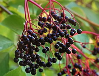 Sambucus canadensis:fruits