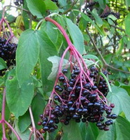 Sambucuc nigra:fruiting tree