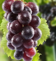 grape is a natural source of tartaric acid