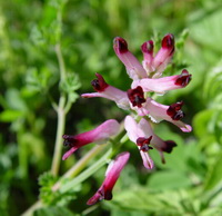 Fumaria officinalis:flower
