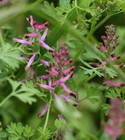 Fumaria officinalis:flowering plant