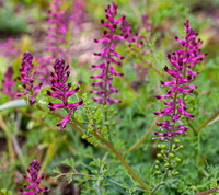 Fumaria officinalis:flowering plant