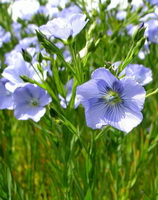 Linum usitatissimum:flax flowers