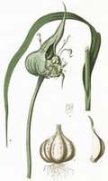 Allium sativum:drawing of plant