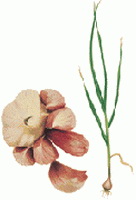 Allium sativum:drawing of plant