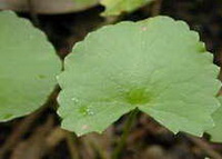 Centella asiatica:leaves