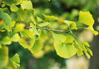 Ginkgo biloba:ginkgo leaves