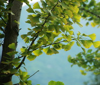 Ginkgo biloba:ginkgo tree