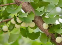 Ginkgo biloba:ginkgo tree with fruits