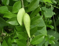 Gymnema sylvestre:growing plant