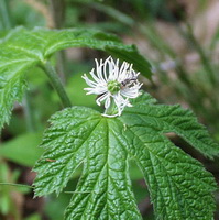 Hydrastis canadensis:flowering plant
