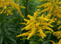 Solidago canadensis:flowering plants