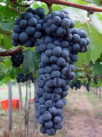 Vitis vinifera:fruiting tree and grapes