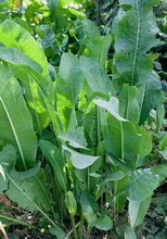 Armoracia rusticana:growing plant 01