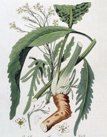 Armoracia rusticana:picture