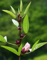 Hibiscus sabdariffa:growing plant