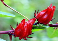 Hibiscus sabdariffa:flowers
