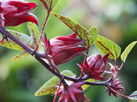 Hibiscus sabdariffa:flowering plant