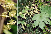 Humulus lupulus:fruiting plant and flowers