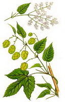Humulus lupulus:picture
