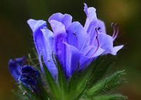 Hyssopus officinalis:flower petal