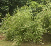 Lawsonia inermis:growing tree