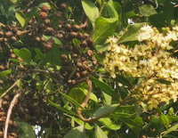 Lawsonia inermis:flowering and fruiting tree