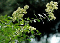 Lawsonia inermis:flowers
