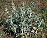 Marrubium vulgare:growing plant in cluster
