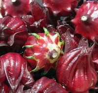 Hibiscus:fresh Roselle Calyx