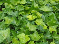 Hedera helix:leaves