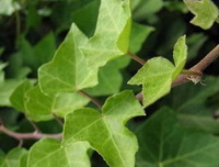 Hedera helix:growing leaves
