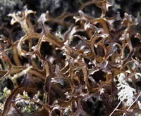 Cetraria islandica:Iceland lichen