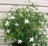 Jasminum grandiflorum:flowering plant