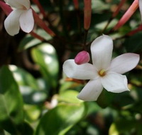 Jasminum grandiflorum:flowering plant