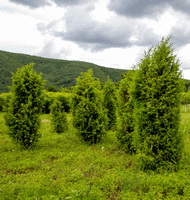 Juniperus communis:growing trees