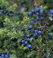 Juniperus communis:fruiting trees
