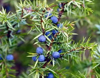 Juniperus communis:fruiting trees