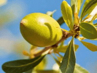 Simmondsia californica Nutt:growing tree