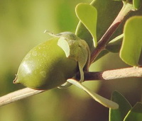 Simmondsia californica Nutt:fruiting tree