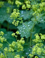 Alchemilla vulgaris:flowering plants
