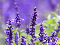 Lavendula angustifolia Mill:lavender flowers