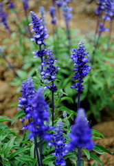 Lavendula angustifolia Mill:flowering lavender plant