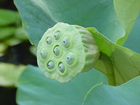 lotus pod