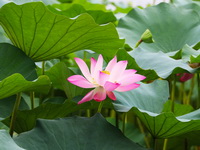 Nelumbo nucifera Gaertn:flowering lotus with pink flower
