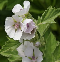Althaea officinalis:white flowers