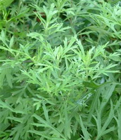 Artemisia vulgaris:growing plant