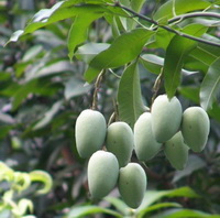 Mangifera indica:fruiting tree