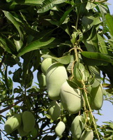 Mangifera indica:fruiting tree with green mango